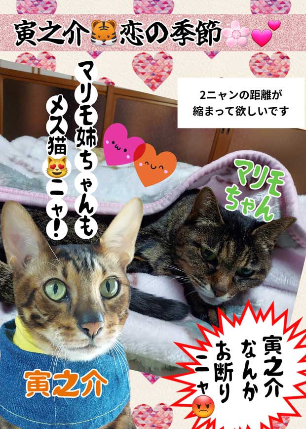 20-寅とマリモのカップル_Collage_2025-02-24_13_53_29