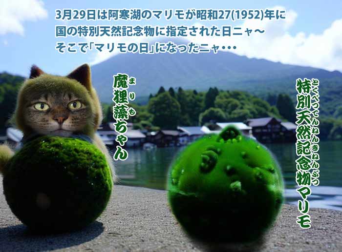 02-阿寒湖の毬藻と猫