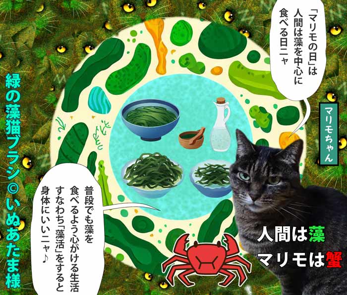 04-丸い毬藻の日の毬藻パーティーイラスト