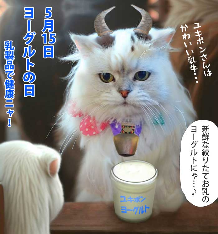 13-牧場で牛の乳を搾りヨーグルトを売る白の長毛猫ペルシャ