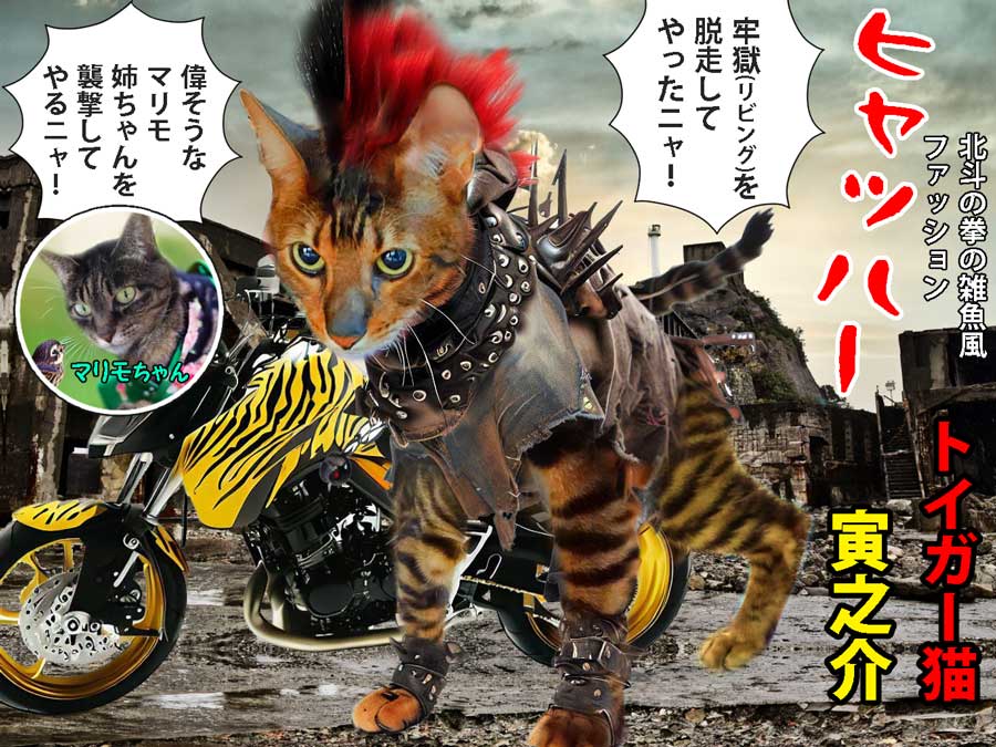 04-寅之介_北斗の拳の雑魚風な衣服を着たトイガー猫
