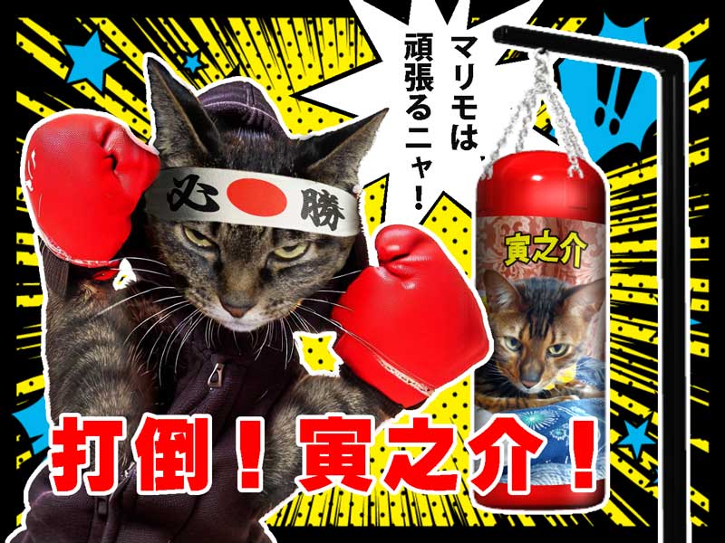 09-マリモちゃん_パーカーを着た小柄の細い黒っぽいbrown-tabby猫は赤いグローブでボクシング―背景白