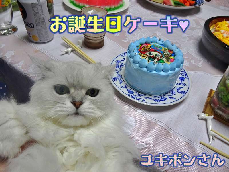 09-ケーキとユキポンさん_DSC06806_PhotoScape