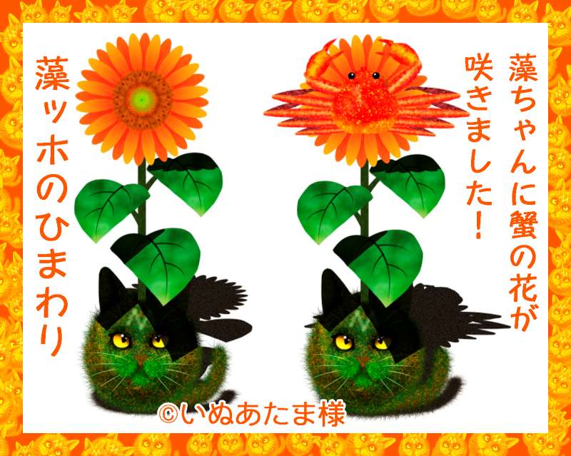 03-20230718172027-藻ちゃんに花が咲きました！＼(^o^)／