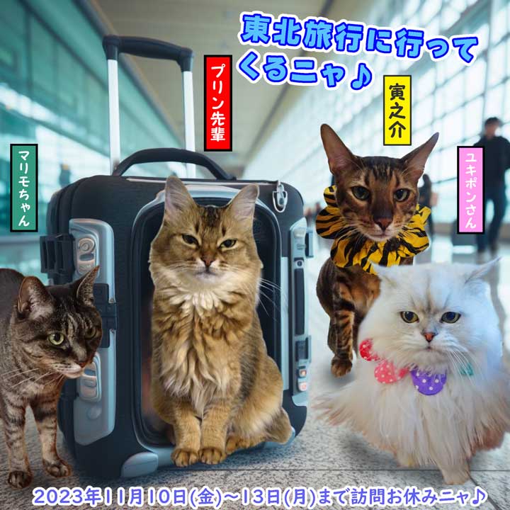 16-旅行キャリーケースを空港でひくソマリ猫