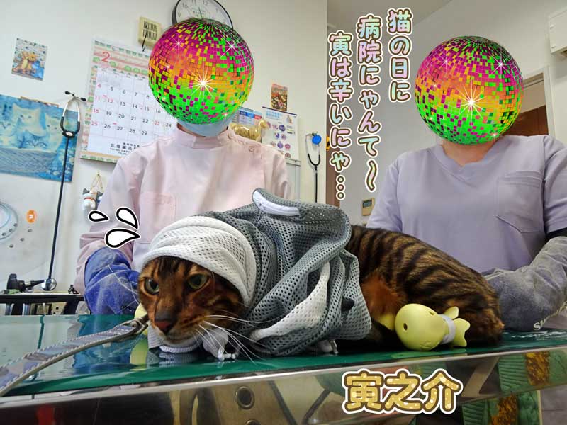 15-動物病院に行く猫の寅之介_DSC08335