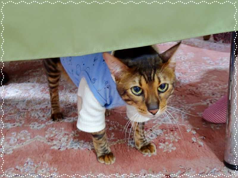 10-テーブルクロスの下の寅之介_DSC00643