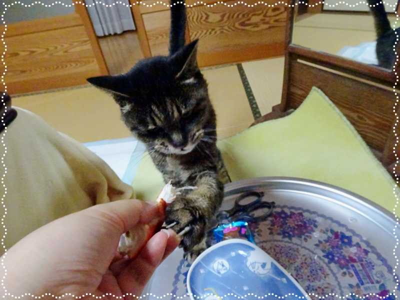 32-蟹早く頂戴_DSC00660