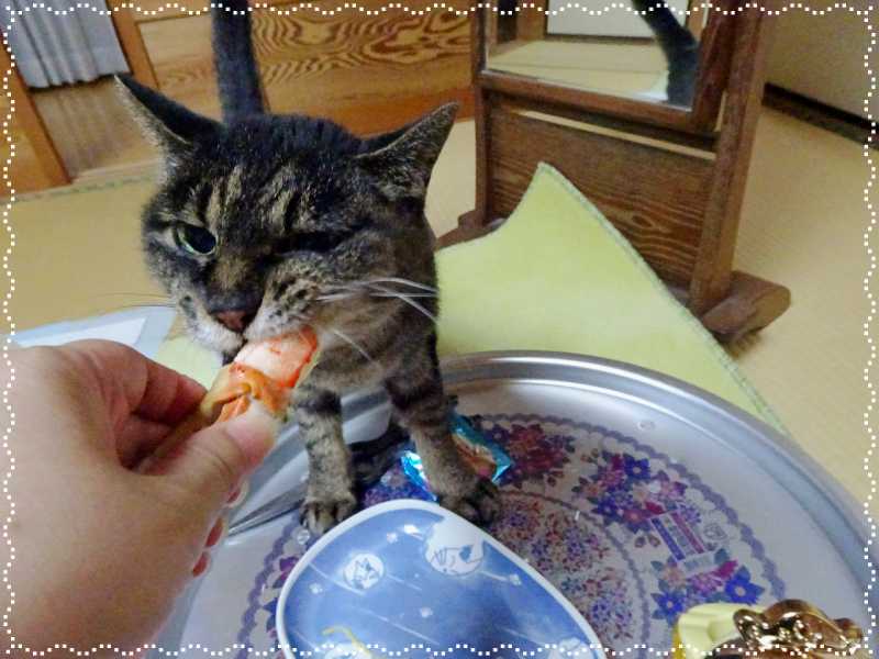 33-蟹爪を食べるマリモちゃん_DSC00662