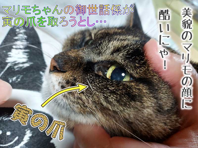 36-寅の爪_20240707_215313