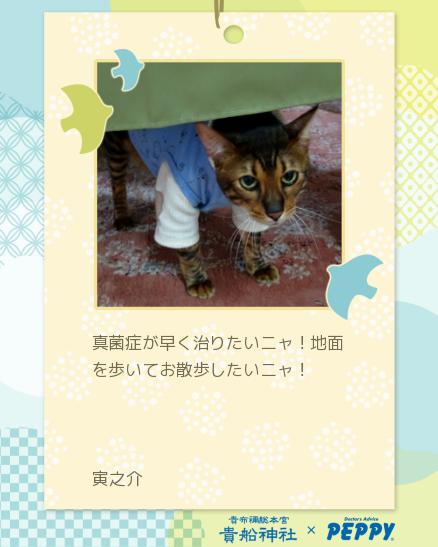 06-寅之介_peppycard_tanabata2024_45796