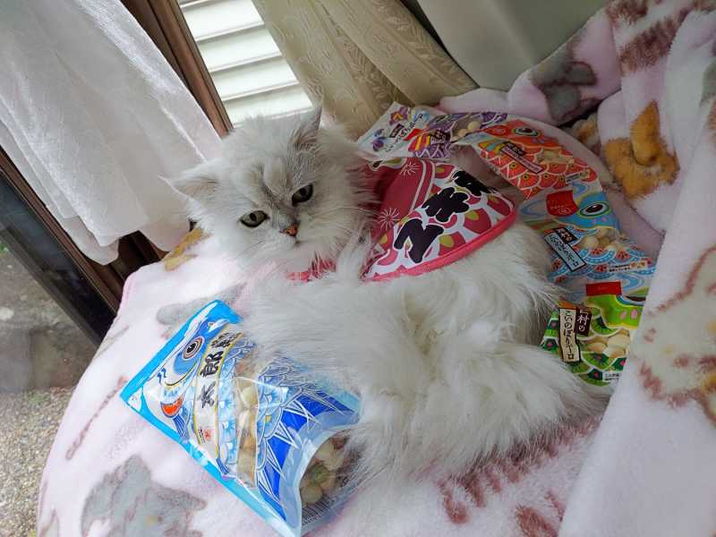 05-20240506_083301-御長寿猫コンテスト_ユキポン