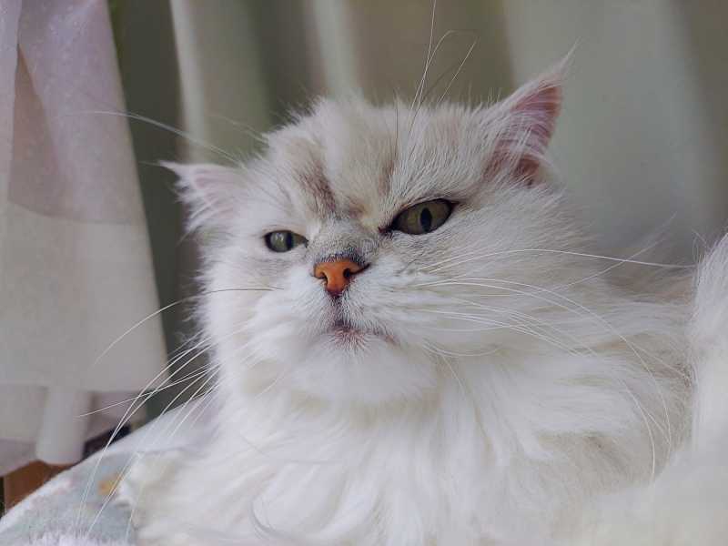 06-20240522_132711-御長寿猫コンテスト_ユキポン_追加-1