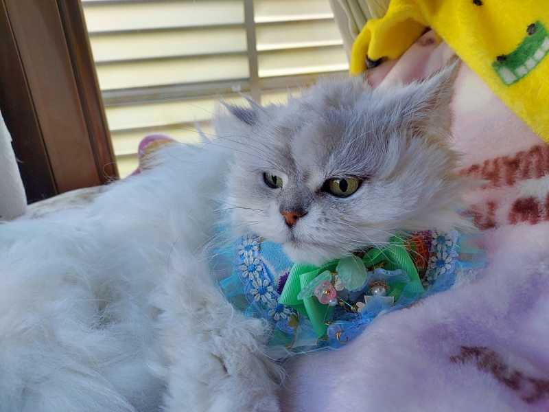 07-20240419_163815-御長寿猫コンテスト_ユキポン_追加-2