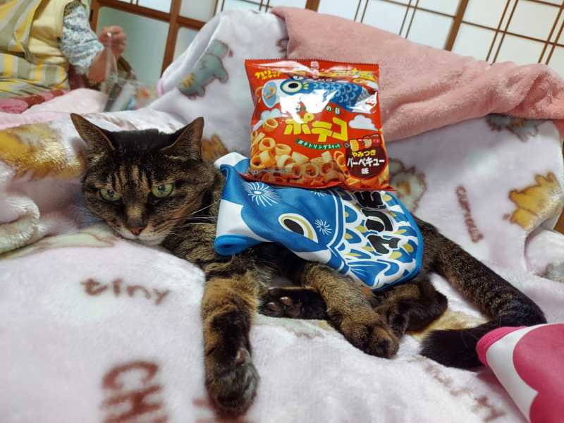 08-20240504_174126-御長寿猫コンテスト_マリモちゃん