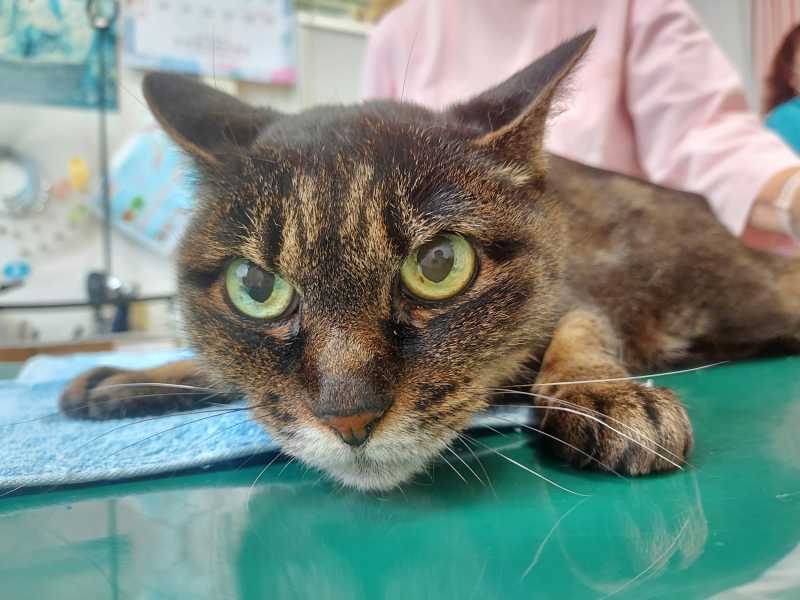 09-20240620_102644-御長寿猫コンテストｰマリモちゃん_追加-1