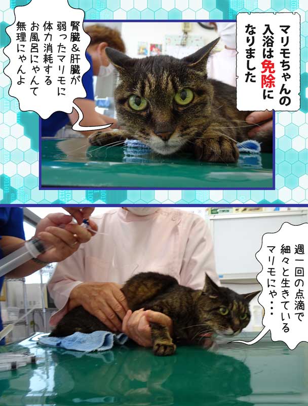 04-点滴するマリモちゃん_DSC09668_2024May31