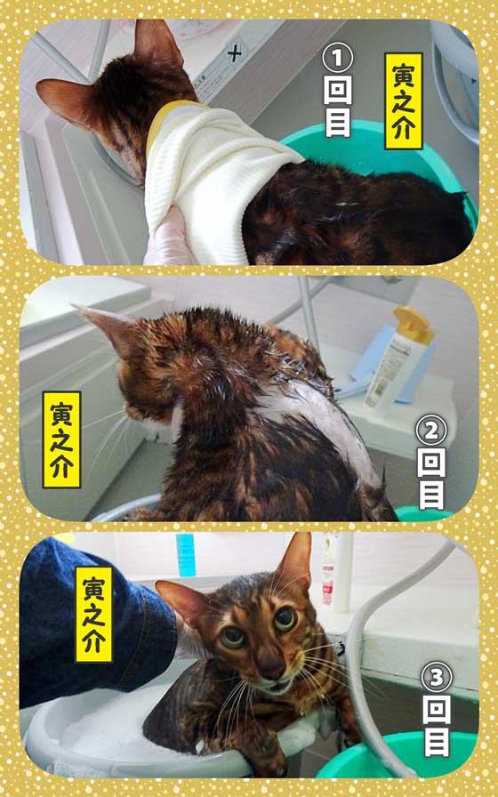 05-寅之介の入浴-A_collage