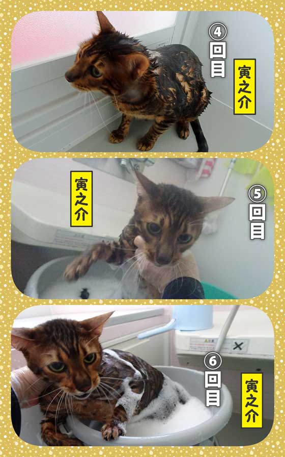 06-寅之介の入浴-B_collage