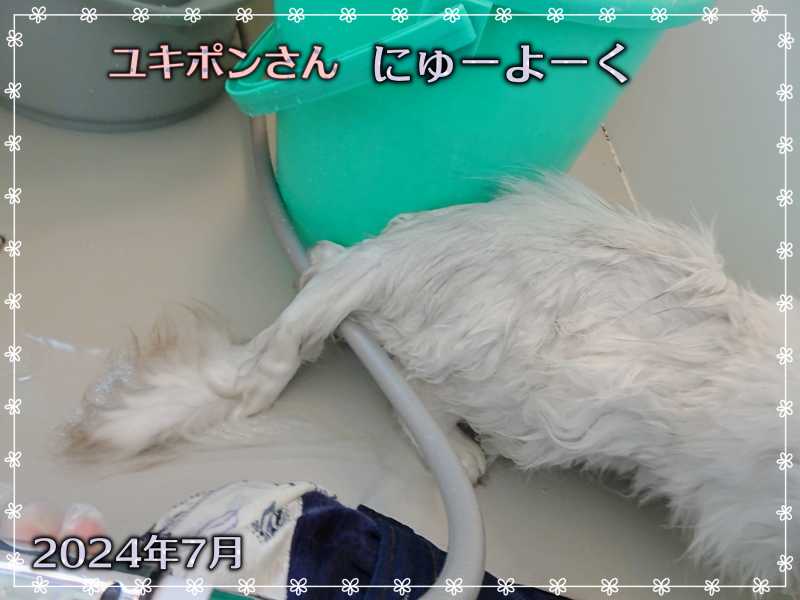 10-ユキポンさんの入浴_DSC01184