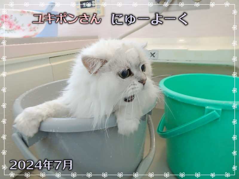 11-ユキポンさんの入浴_DSC01185