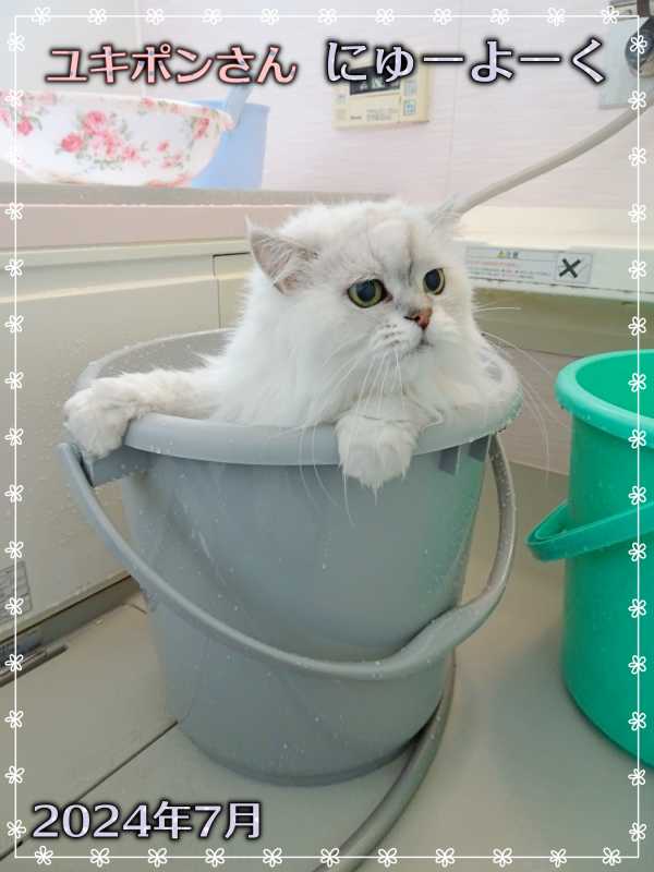 12-ユキポンさんの入浴_DSC01189