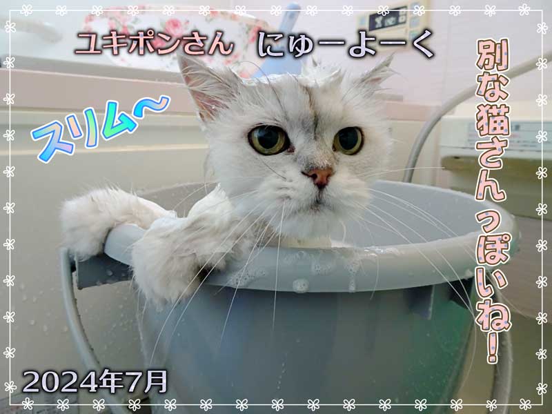 13-ユキポンさんの入浴_DSC01190