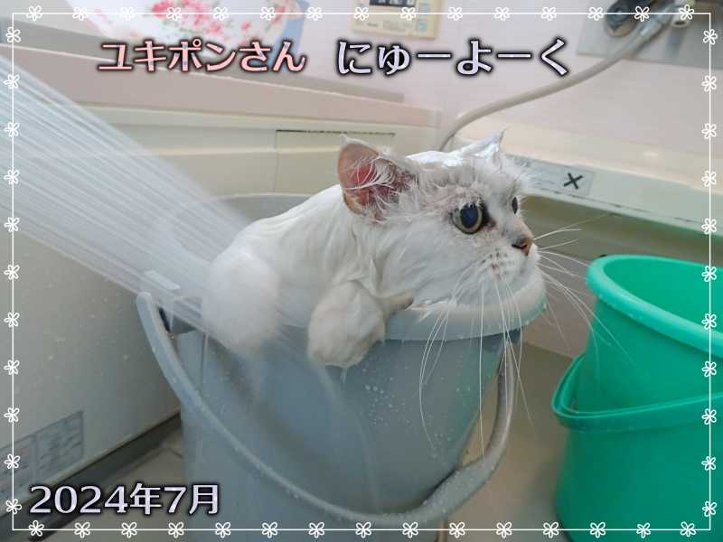 14-ユキポンさんの入浴_DSC01193