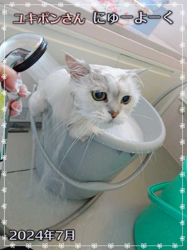 15-ユキポンさんの入浴_DSC01194 