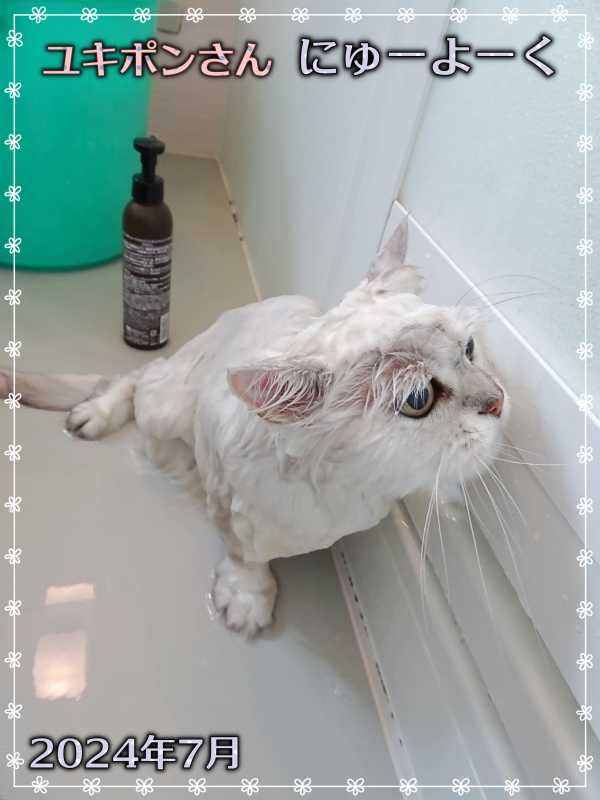 16-ユキポンさんの入浴_DSC01196