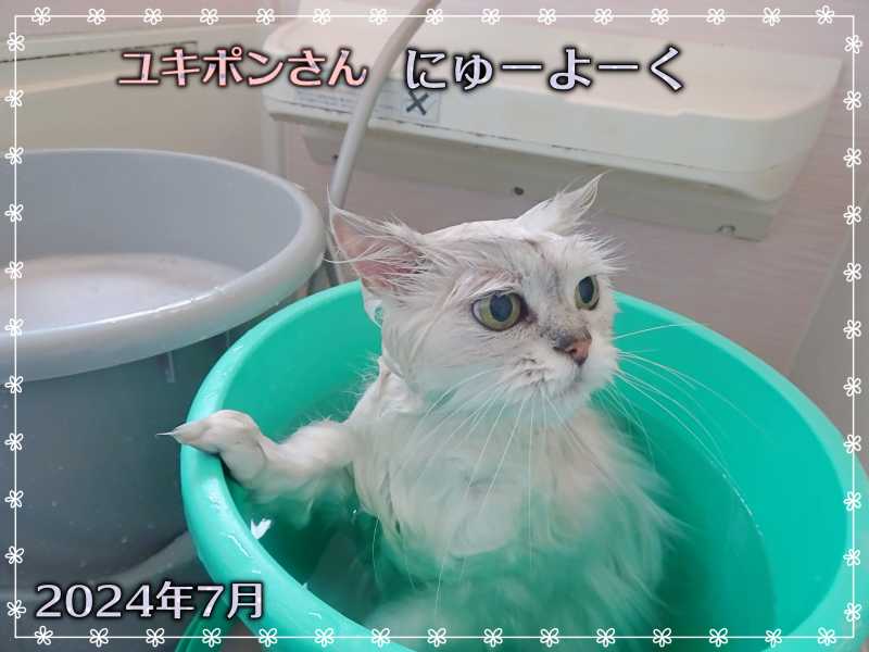 18-ユキポンさんの入浴_DSC01198