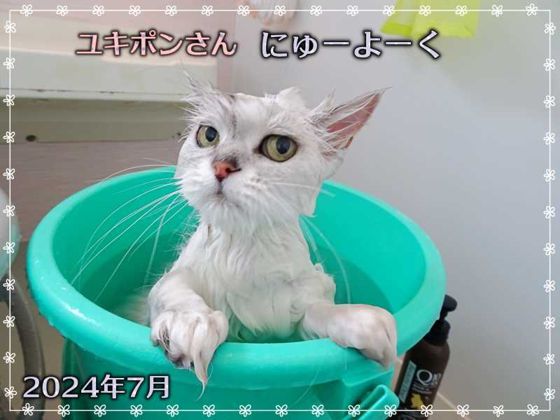 20-ユキポンさんの入浴_DSC01201