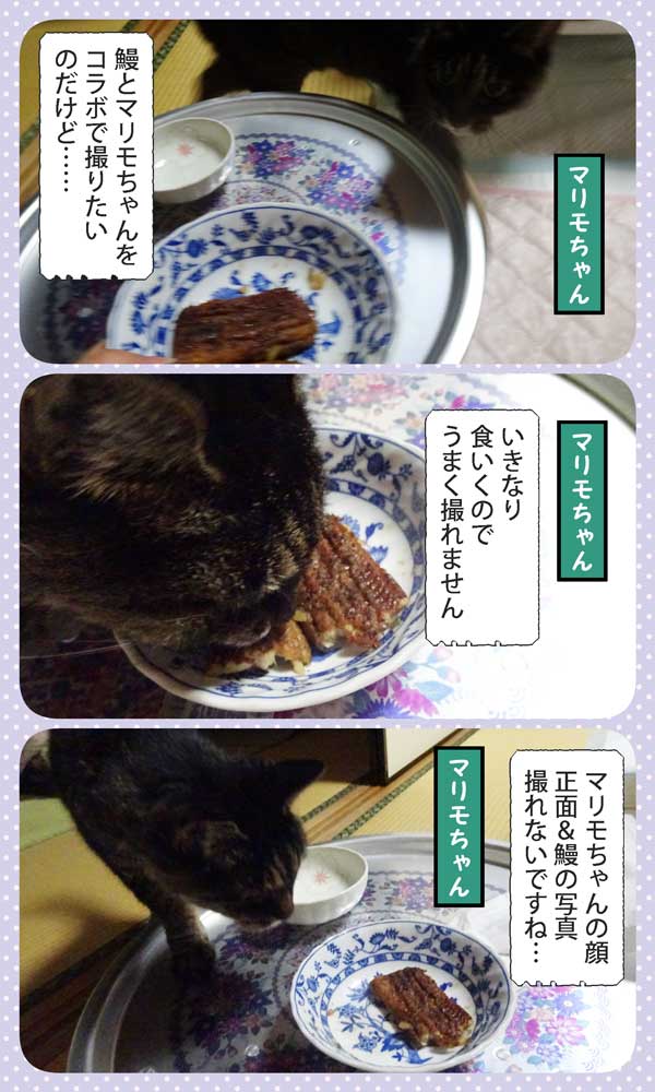 10-鰻マリモ-A_collage