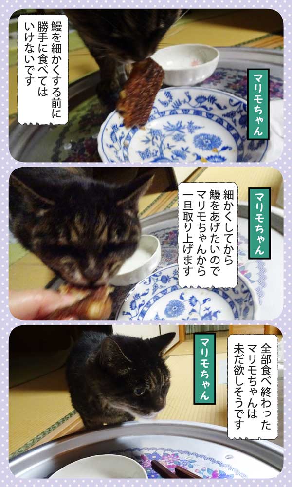 11-鰻マリモ-B_collage