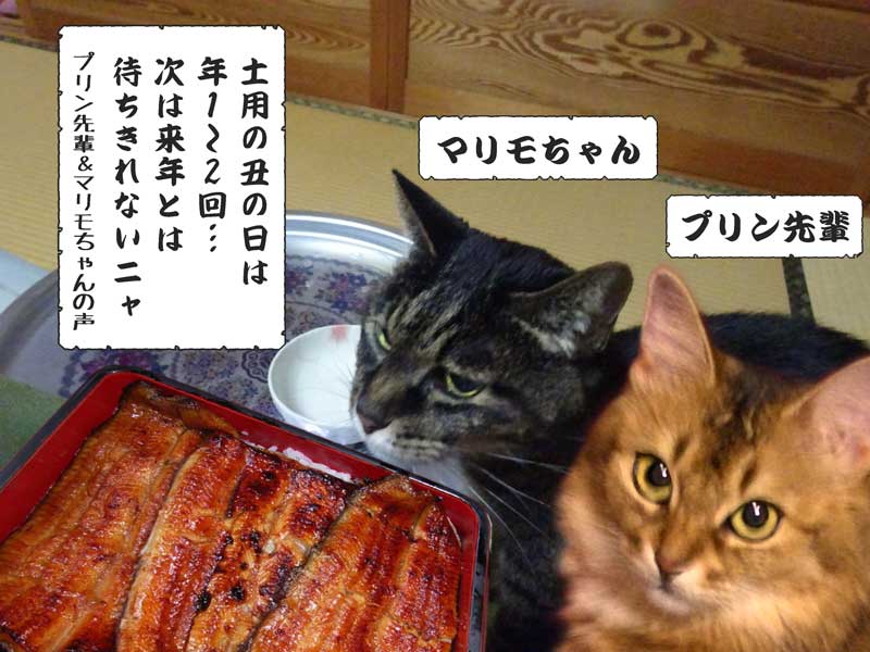 12-来年の土用丑の日-DSC09383