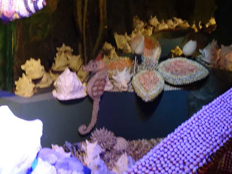 10-タツノオトシゴ