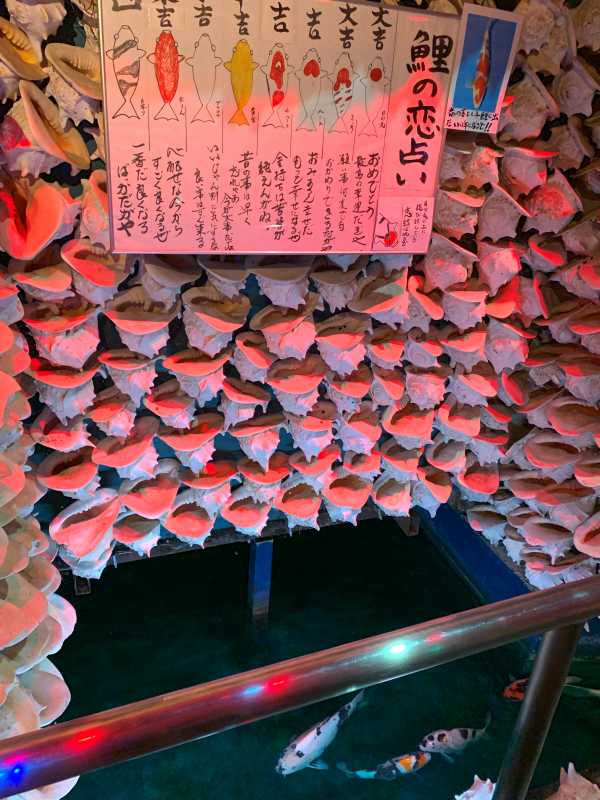 16-鯉の恋占いコーナー