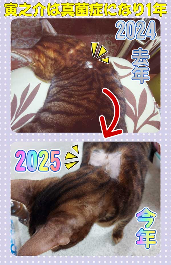 22-寅之介は真菌症になり1年_collage