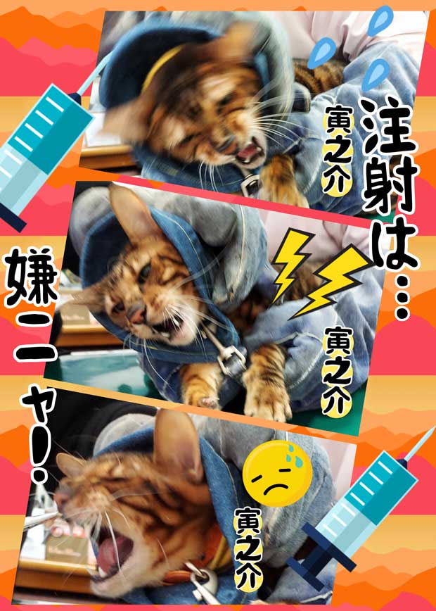 23-猫は注射が嫌い_Collage_2025-02-22_11_14_08