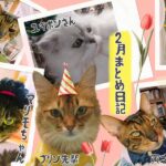 令和８年2月のまとめ日記_節分-バレンタイン-プリン先輩の23周年の生誕祭