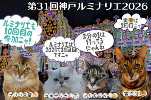 第31回神戸ルミナリエ2026＆猫の日にゃ♪